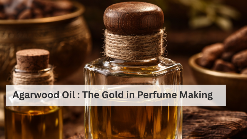Agarwood Oil   The Gold in Perfume Making pricing composition and process