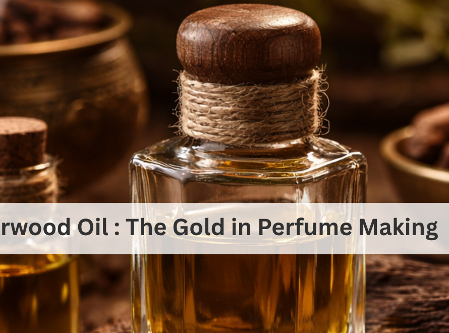 Agarwood Oil   The Gold in Perfume Making pricing composition and process